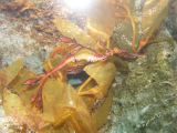Underwater world